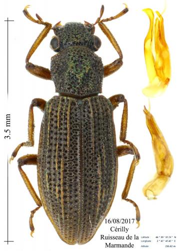 Réf. 192 748 : Hydrochus ignicollis